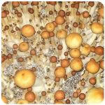 Псилоцибиновые (галлюциногенные)  грибы Psilocybin "Golden Teacher" в Арсеньеве
